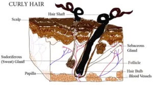 Why Hair Becoming Curly With Age-03